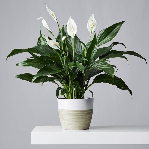 Deep Red Amaryllis Bouquet - Image 2