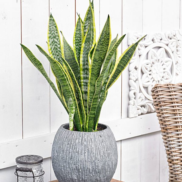 Mixed Wildflower & Fern Vase