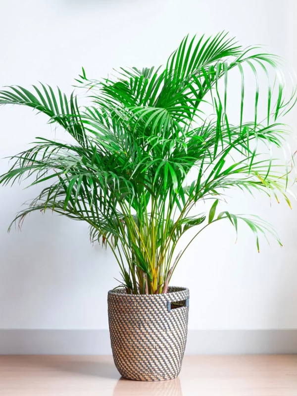 Lush Green Ivy & Fern Basket - Image 4
