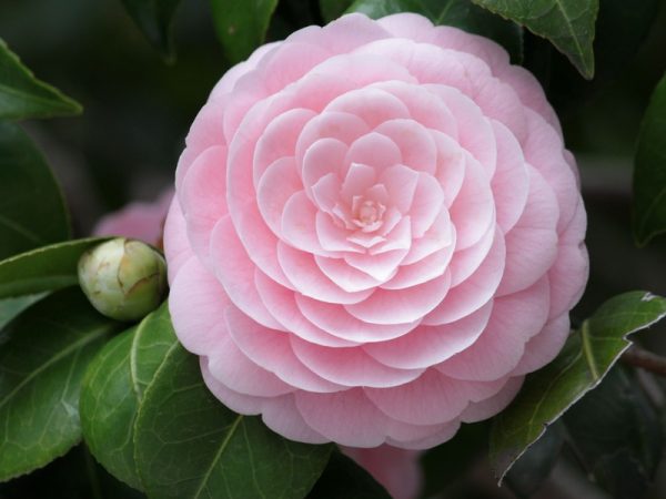 Magnolia & Rose Centerpiece