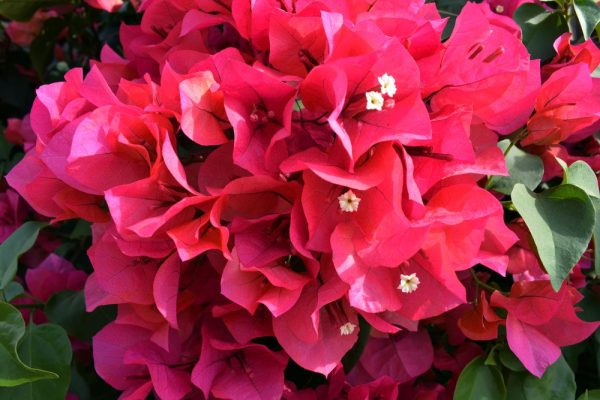 Exotic Orchid & Fern Dish Garden