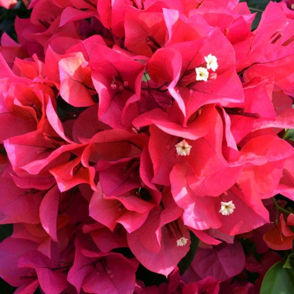 Exotic Orchid & Fern Dish Garden