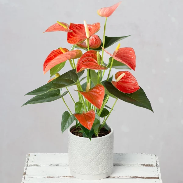 Peach & Coral Peony Bouquet - Image 2