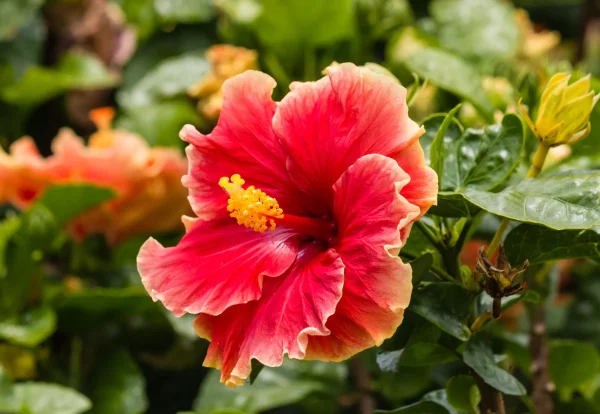 Autumn Harvest Floral Crown - Image 4