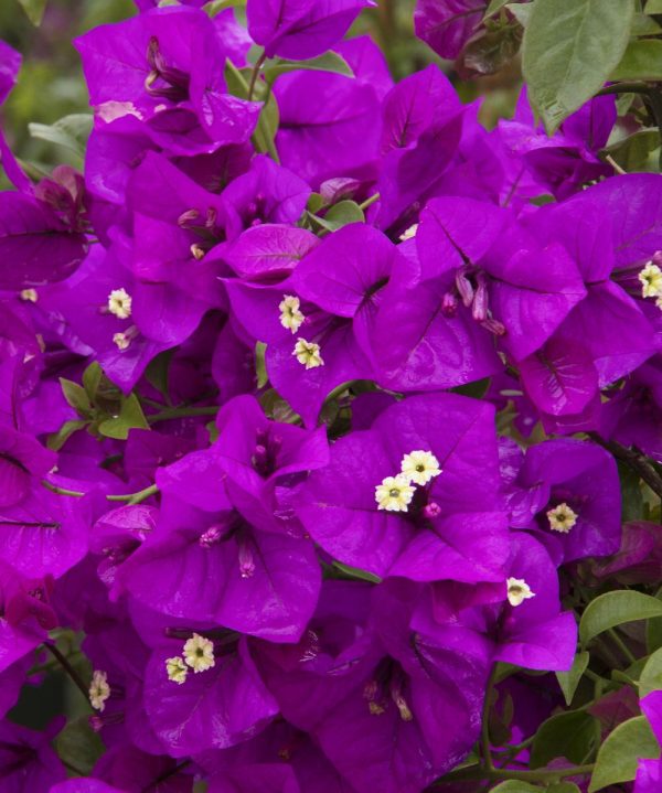 Exotic Orchid & Fern Dish Garden - Image 4