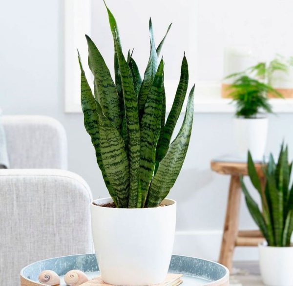 Mixed Wildflower & Fern Vase - Image 3